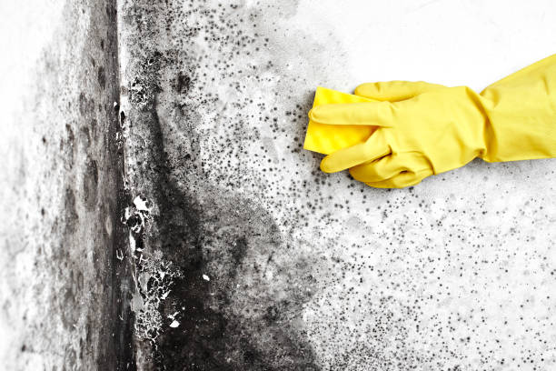 Best Toxic Mold Removal  in Bohemia, NY