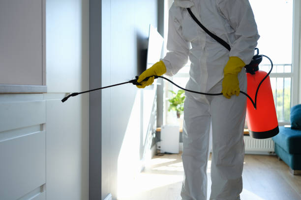 Professional Mold Removal in Bohemia, NY