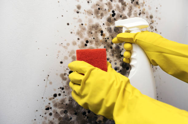 Best Residential Mold Removal  in Bohemia, NY