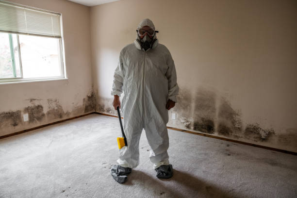 Best Residential Mold Removal  in Bohemia, NY